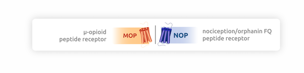 MOA and NOP receptors