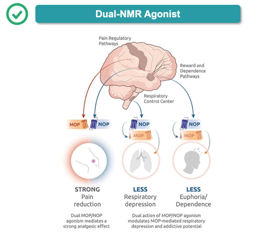 DUAL NMR AGONIST